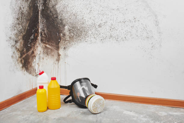 Best Localized Mold Remediation (e.g., coastal areas, humid climates) in Olivet, TN