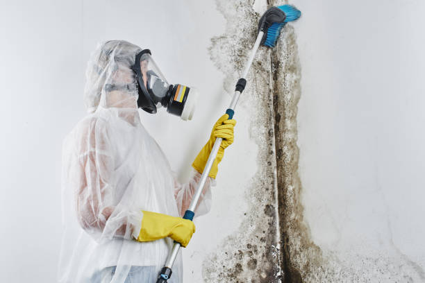 Best Kitchen Mold Remediation in Olivet, TN
