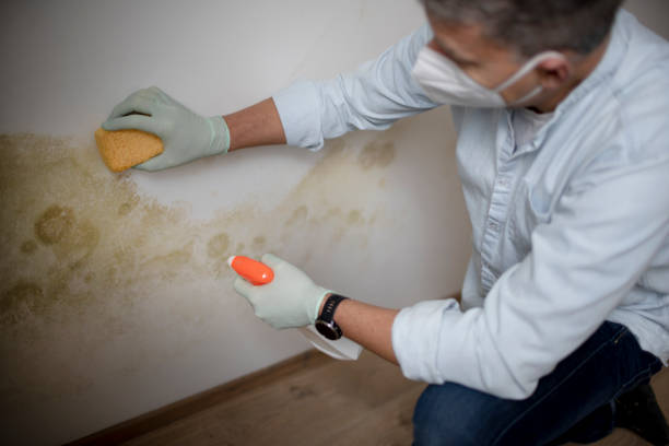 Professional Mold Remediation in Olivet, TN
